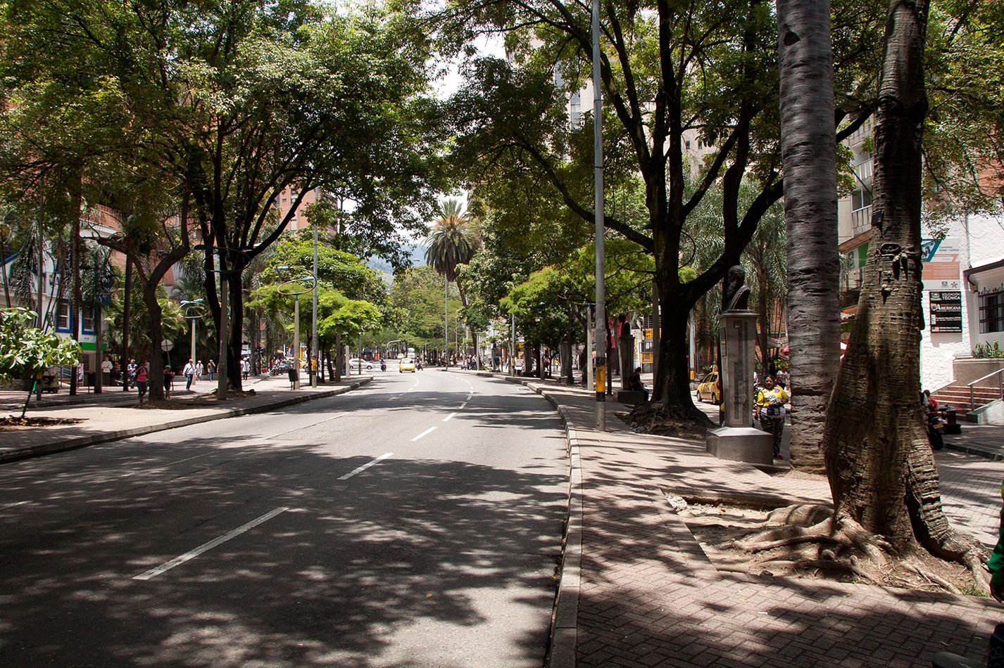 Un recuento de la historia del centro de Medellín a través de sus árboles -  Centrópolis