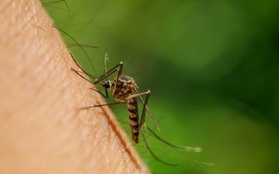 Nueva variante de dengue es motivo de investigación en el país