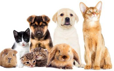 Bienestar de mascotas, una responsabilidad de sus dueños
