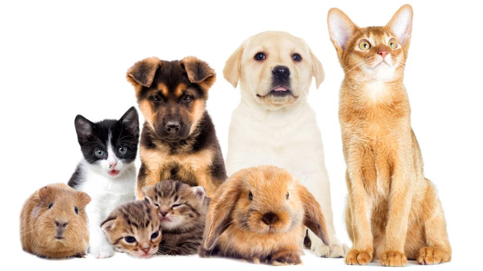 Bienestar de mascotas, una responsabilidad de sus dueños