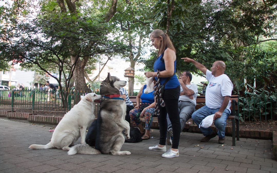 El bienestar de las mascotas, responsabilidad de sus dueños 