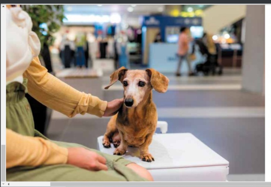 Mascotas en centros comerciales: ¿Sí o no?