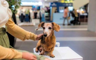 Mascotas en centros comerciales