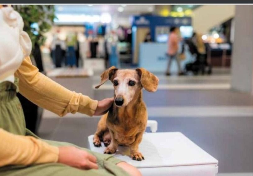 Mascotas en centros comerciales: ¿Sí o no?